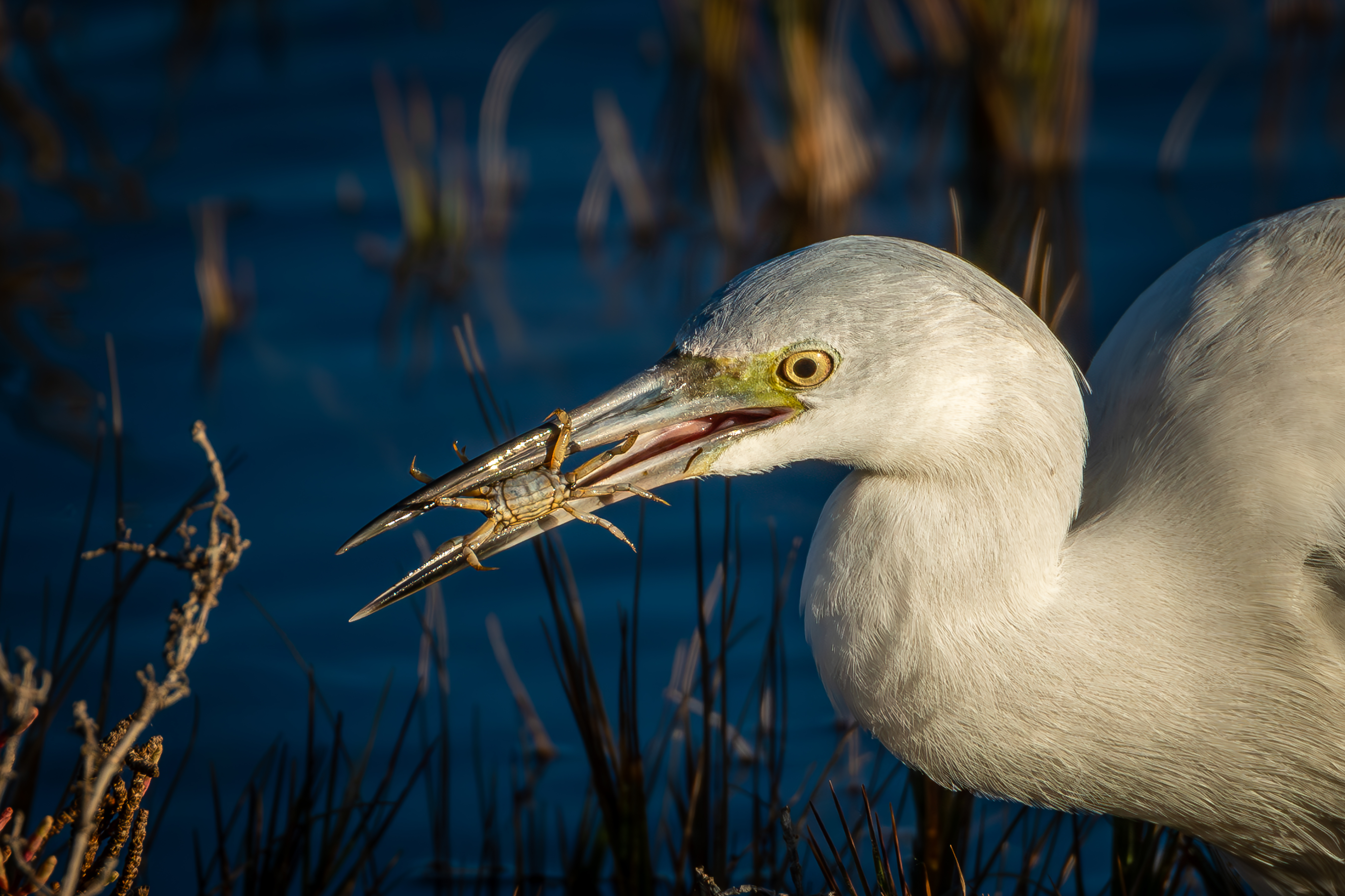 Snowy Egret and Crab Meal